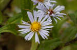 Purplestem aster